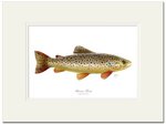 Mayfly Art Brown Trout Signed Print